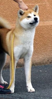 H'yumiko go Des Terres Du Razès - 2ème très bon