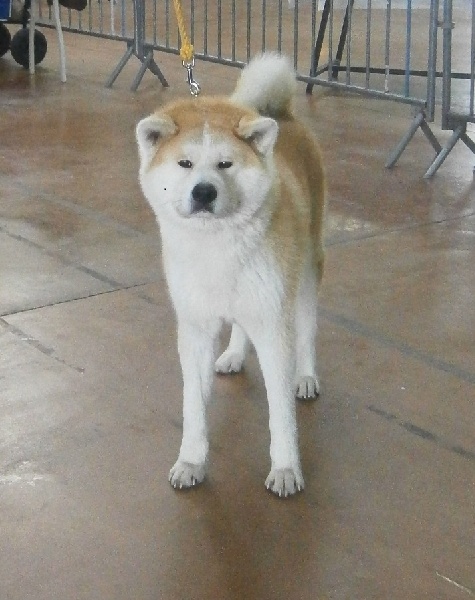 G'hachiko Des Terres Du Razès - 1er excellent, meilleur Jeune akita
