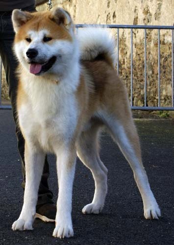 E'mauna of neko ken - 2ème excellent classe jeune