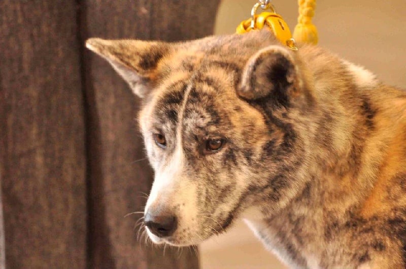 F'chiisai kuma de Kiboo Ken - 1 er excellent classe jeune, confirmé au LOF