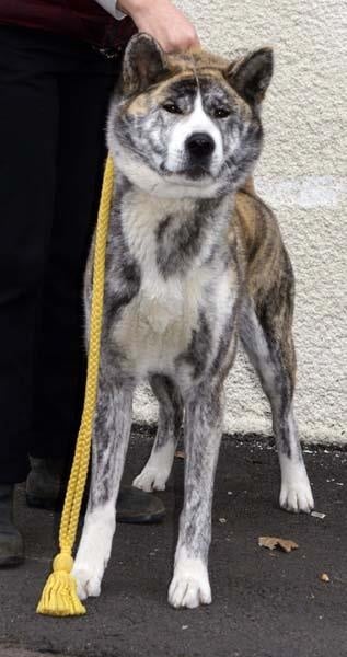 F'chiisai kuma de Kiboo Ken - Très bon classe intermédiaire