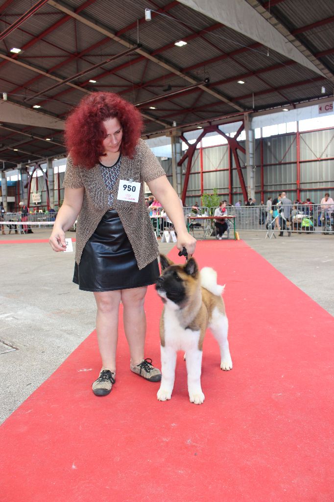 Miracle of beauty Des Terres Du Razès - Très prometteur meilleure baby