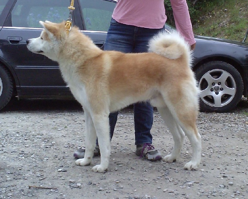 G'hachiko Des Terres Du Razès - CACS CACIB