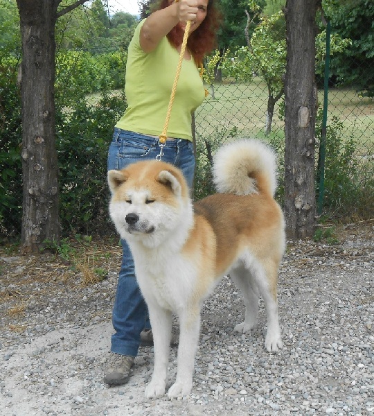 E'mauna of neko ken - 1er excellent CACS et confirmé