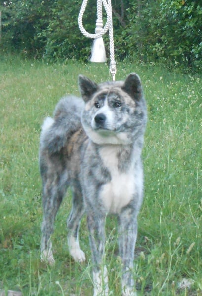 F'chiisai kuma de Kiboo Ken - 2ème excellent en classe ouverte