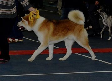 E'mauna of neko ken - 2ème excellent réserve CACS CACIB