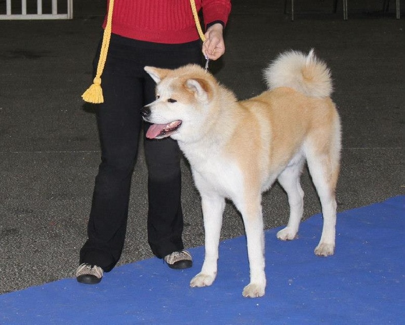 G'hachiko Des Terres Du Razès - Très bon