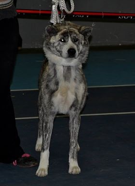 F'chiisai kuma de Kiboo Ken - CACS CACIB