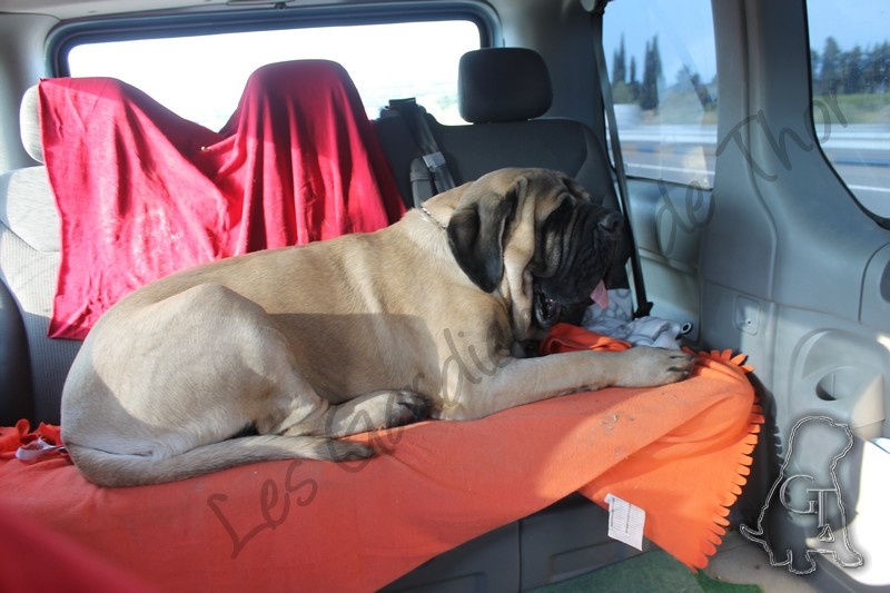 Publication : Des Gardiennes De Thor Auteur : Marjorie Vichery