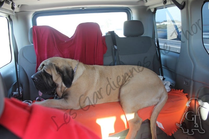 Publication : Des Gardiennes De Thor Auteur : Marjorie Vichery