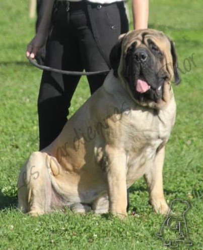 Publication : Des Gardiennes De Thor Auteur : Marjorie Vichery