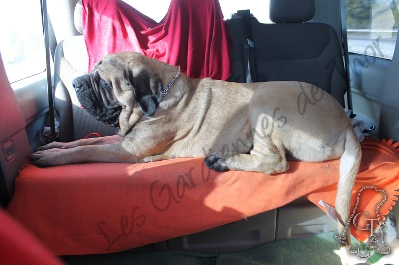 Publication : Des Gardiennes De Thor Auteur : Marjorie Vichery