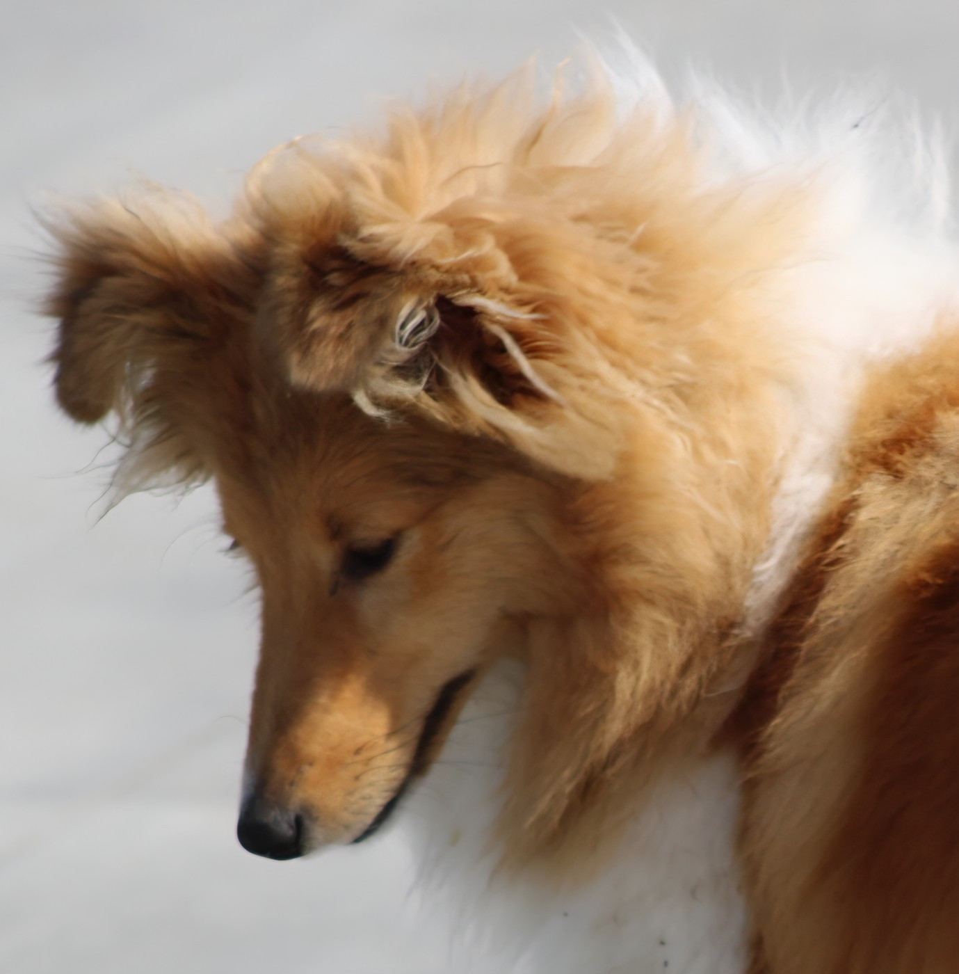 Avanne des Collines de Sagne