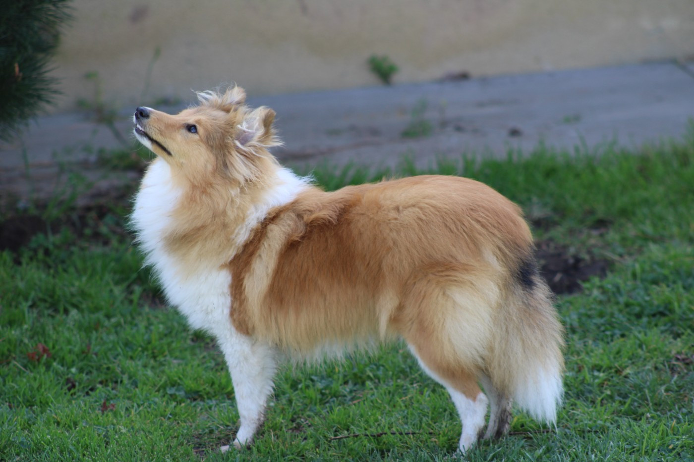 Avanne des Collines de Sagne