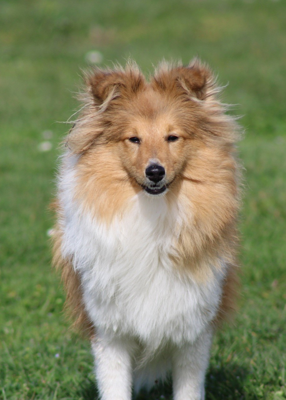 Avanne des Collines de Sagne