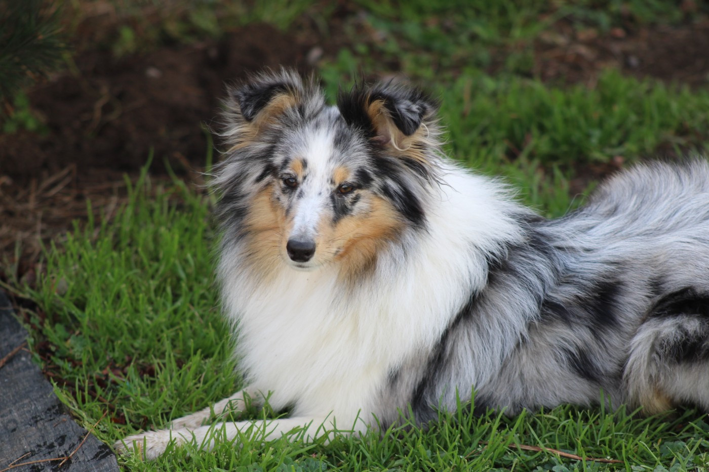 Athéna blue Domaine Du Trimaleï