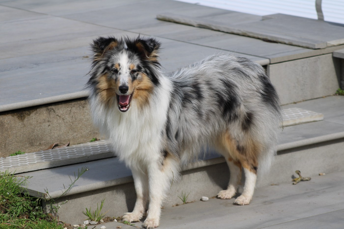 Athéna blue Domaine Du Trimaleï