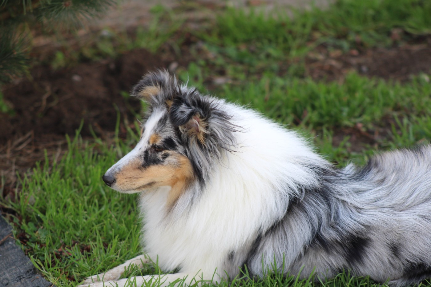 Athéna blue Domaine Du Trimaleï