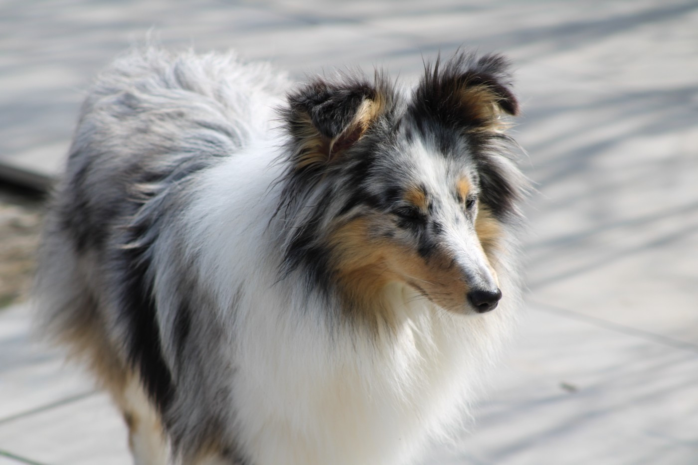 Athéna blue Domaine Du Trimaleï