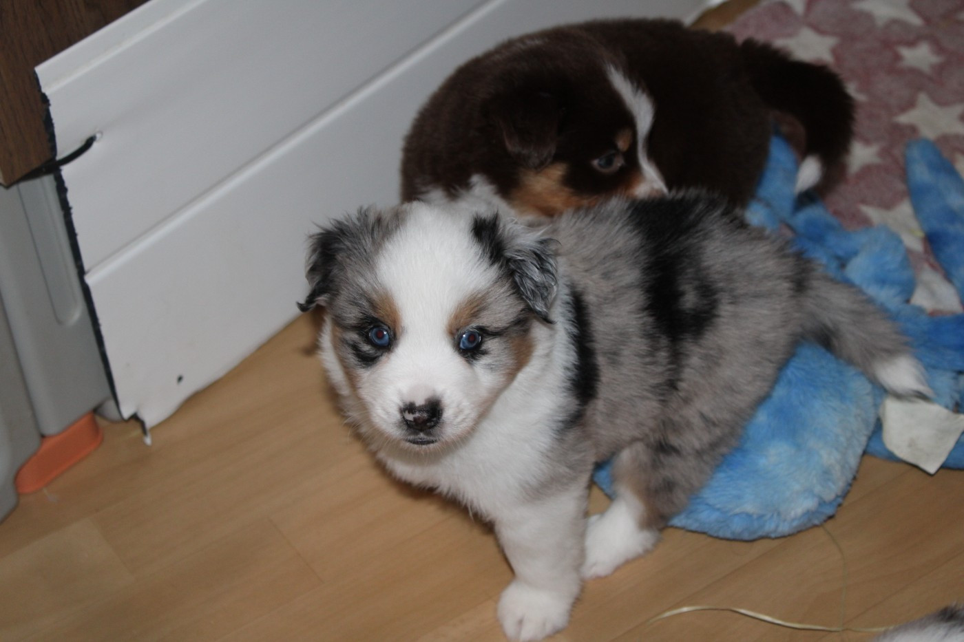 Berger Américain Miniature  - Domaine Du Trimaleï