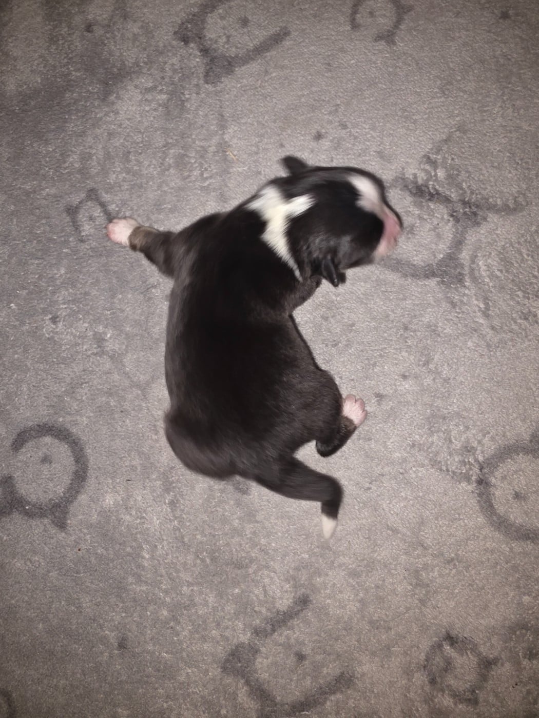 Balkan - Berger Américain Miniature