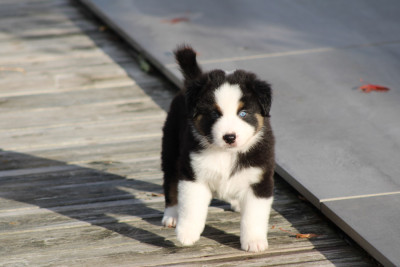 Les chiots de Berger Américain Miniature