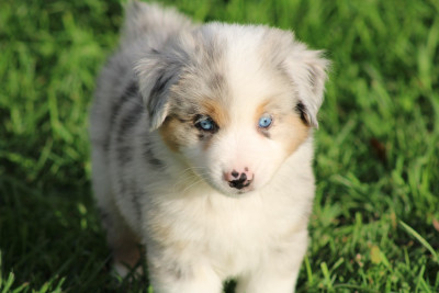 Les chiots de Berger Américain Miniature