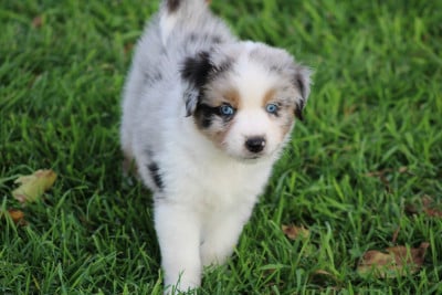 Les chiots de Berger Américain Miniature 