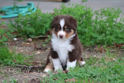 Les chiots de Berger Américain Miniature 
