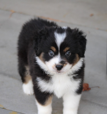 Les chiots de Berger Américain Miniature
