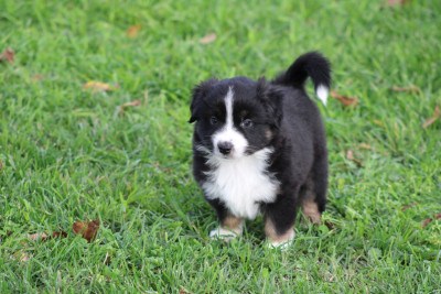 Les chiots de Berger Américain Miniature