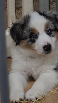 Les chiots de Berger Américain Miniature