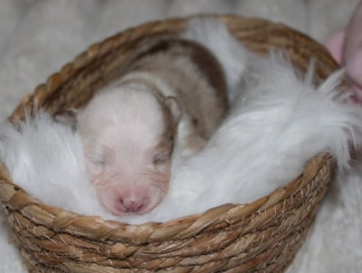 Les chiots de Berger Américain Miniature