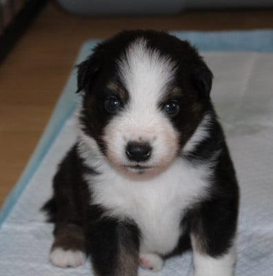 Les chiots de Berger Américain Miniature