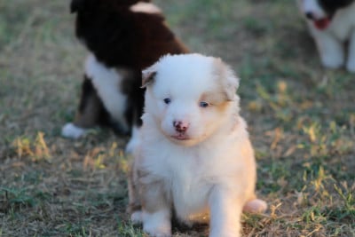 Les chiots de Berger Américain Miniature