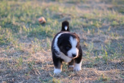 Les chiots de Berger Américain Miniature
