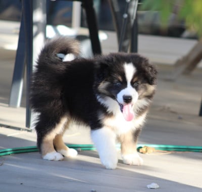 Balkan - Berger Américain Miniature 