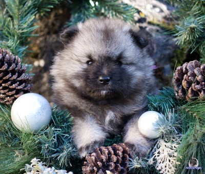 Les chiots de Spitz allemand