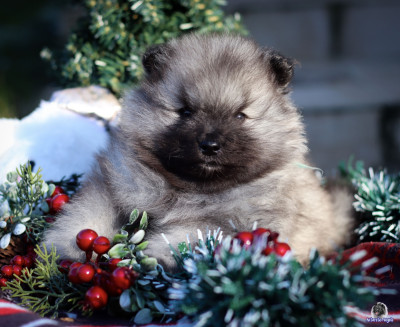 Les chiots de Spitz allemand