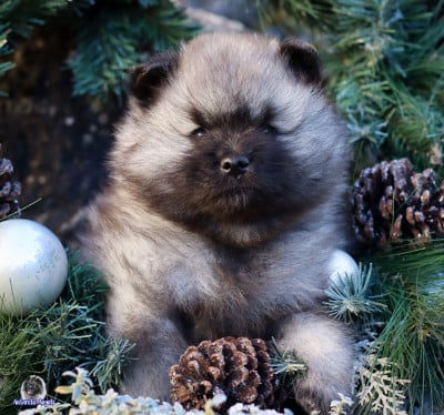 Les chiots de Spitz allemand