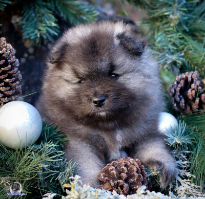 Les chiots de Spitz allemand