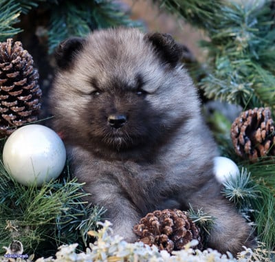 Les chiots de Spitz allemand