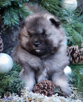 Les chiots de Spitz allemand