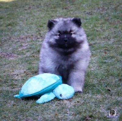 Les chiots de Spitz allemand