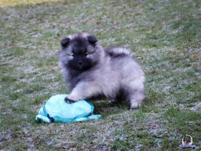 Les chiots de Spitz allemand