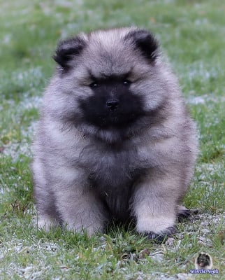 Les chiots de Spitz allemand