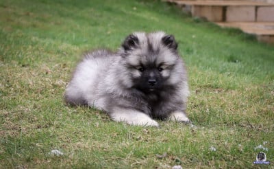 Les chiots de Spitz allemand