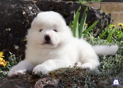 Les chiots de Samoyède