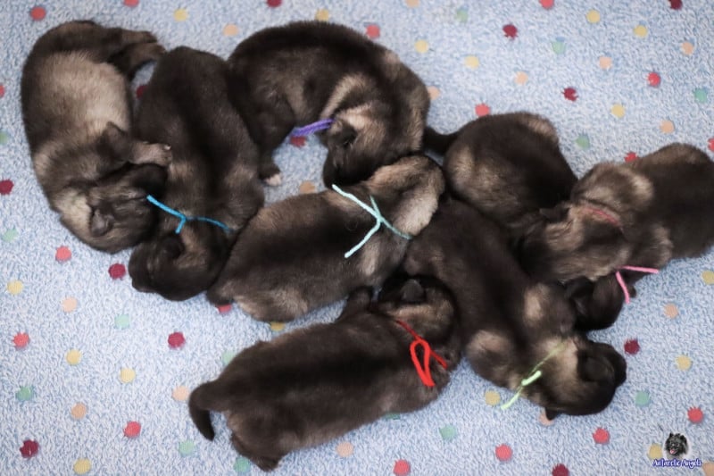 Spitz allemand - Of Antartic Angels