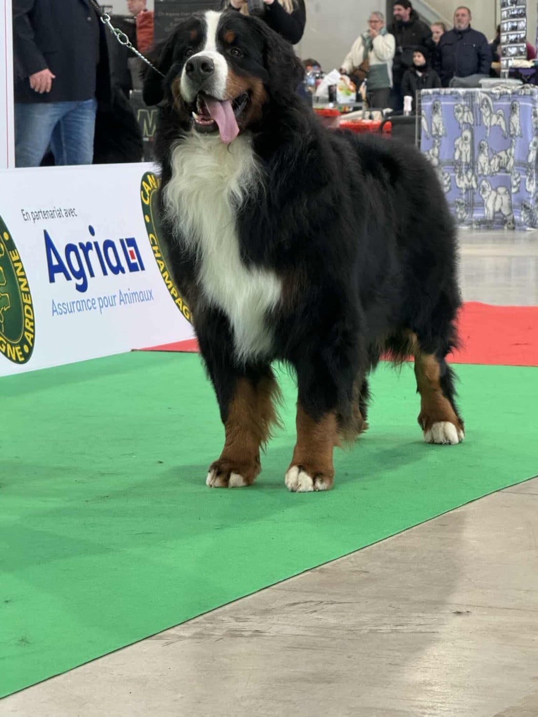 CH. Taram des Elfes Du Vent